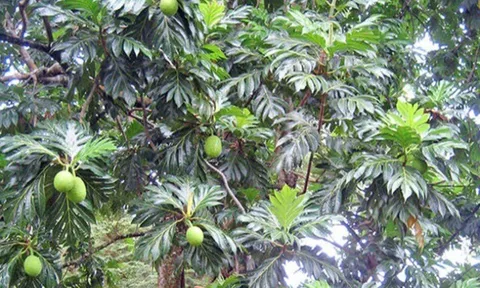 Loại quả mọc bờ rào xưa rụng đầy, nay thành đặc sản ở thành phố giá 60.000 đ/kg, trồng một lần thu hoạch nhiều năm