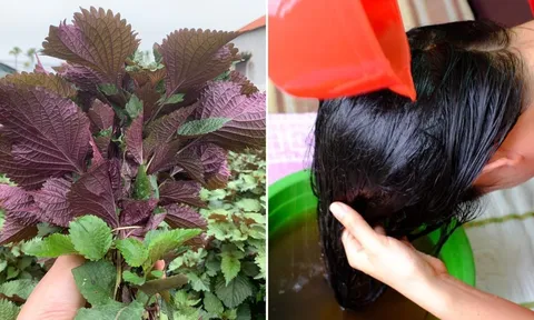Cách gội đầu bằng lá tía tô giúp sạch gàu, tóc bồng bềnh, tóc con mọc lên tua tủa