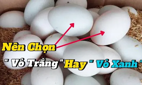 Chọn trứng vịt nên chọn quả vỏ xanh hay vỏ trắng?