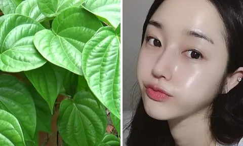 Cách dùng lá trầu không trị sạch mụn, thu nhỏ lỗ chân lông, làm trắng da hiệu quả