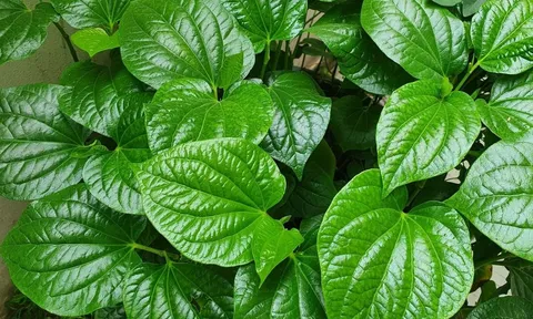 Cách giảm đau xương khớp bằng lá lốt