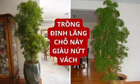 Đặt cây đinh lăng tại vị trí "vàng" này: Sinh khí vào nhà, tài lộc khó thất thoát, gia đạo yên ấm