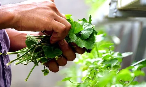 3 loại lá mát gan, loại bỏ độc tố tích tụ lâu ngày