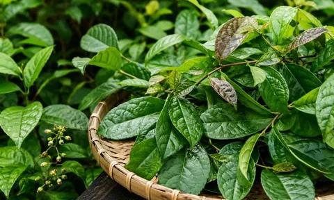 Lá xạ đen  tốt nhưng không phải ai cũng nên dùng, những lưu ý cần biết tránh tác dụng phụ