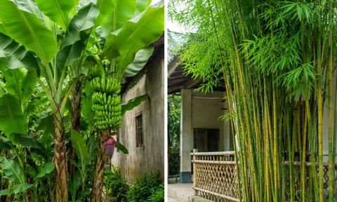 Người xưa dặn 3 cây trồng trước nhà thì xấu, chuyển gia sau nhà là trấn giữ của cải