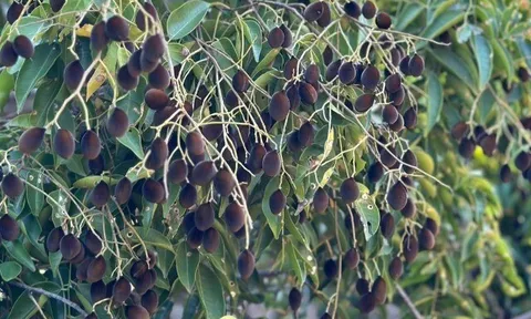 Loại quả xưa chín rụng đầy gốc, nay thành đặc sản ở thành phố giá 250.000 đ/kg, trồng một lần thu hoạch nhiều năm