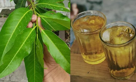 Điều gì xảy ra với cơ thể nếu ngày nào cũng uống nước lá vối?