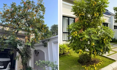 Nên trồng khế chua hay khế ngọt trước nhà?