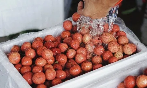 Vải thiều vào mùa: Mẹo bảo quản cả tháng vẫn tươi roi rói, không thâm vỏ hay chảy nước
