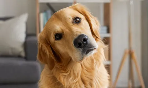Vì sao chó nghiêng đầu khi nghe chủ nói? Hành động đáng yêu này có thể tiết lộ nhiều điều hơn bạn nghĩ
