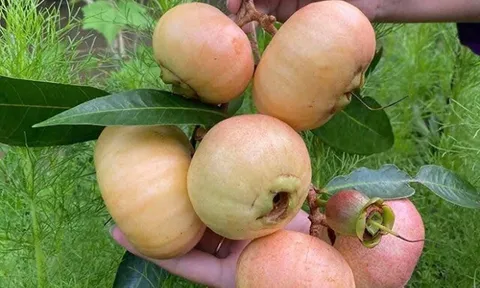 Loại quả mọc bờ rào xưa rụng đầy gốc, nay thành đặc sản được ưa chuộng giá 200.000 đ/kg, trồng một lần thu hoạch nhiều năm