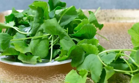 Loại rau được ví như “nhân sâm tự nhiên”, tốt cho sức khỏe nhưng người Việt lại coi là cỏ dại, thường nhổ vứt bỏ?