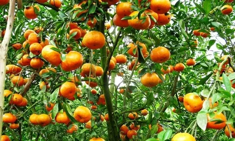 Cổ nhân dạy: Trồng 3 cây này trước cửa nhà để con cháu hưởng phúc, thịnh vượng suốt 3 đời