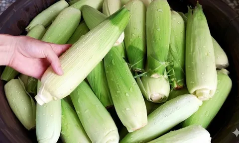 Luộc ngô đừng vội bóc sạch vỏ: Cho thêm thứ này vào nồi, ngô ngọt lịm mọng nước