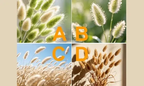 Trắc nghiệm: Bạn đời hay con cái là người yêu thương bạn nhất khi về già? Chọn một bó cỏ là rõ ngay