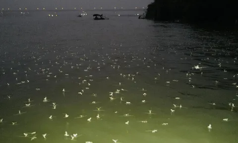 "Lộc trời" xuất hiện lúc nửa đêm, dân rọi đèn bắt về bán 300.000 đồng/kg, thành đặc sản lạ làm đủ món ngon ở thành phố