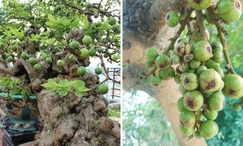 Nên trồng cây sung cảnh hay cây sung ta trước cửa nhà?