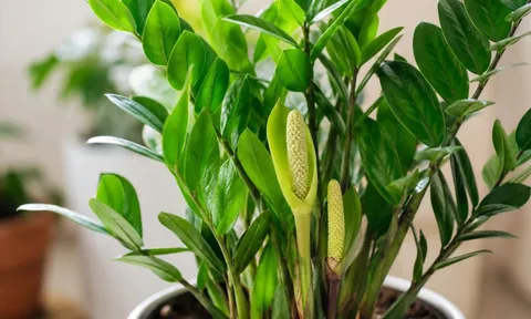 Vì sao nhiều người thấy may mắn khi cây kim tiền ra hoa?
