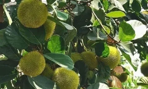 Loại quả xưa chín rụng đầy gốc, nay thành đặc sản ở thành phố giá 80.000 đ/kg, trồng một lần thu hoạch nhiều năm