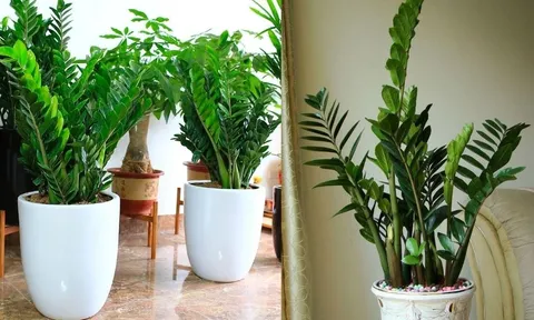 5 lợi ích khi trồng cây kim tiền trong nhà