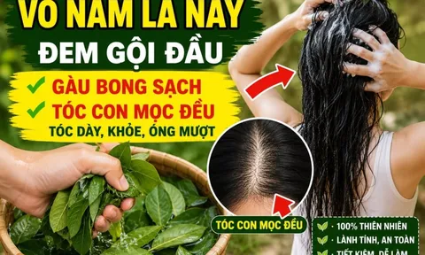 Vò nắm lá này đem gội đầu, gàu bong sạch, tóc con mọc đều