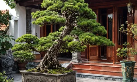Tổ tiên dặn: 3 loại cây trong sân vườn cấm tự ý chặt hạ, làm sai tài lộc "đứt đoạn"