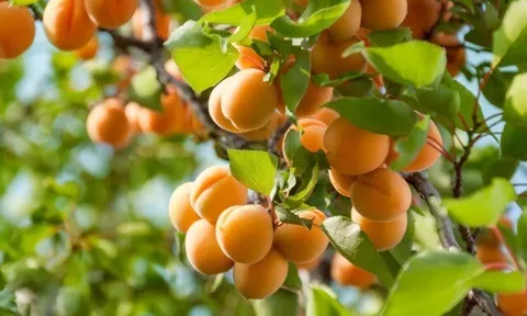 13 loại quả "đại bổ", chứa nhiều nước cấp ẩm tốt, lợi cho đường huyết và tim mạch, giá rẻ chỉ từ 10.000 đồng/kg