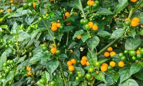 Loại quả đắt nhất thế giới, Việt Nam trồng thành công vừa thu hoạch quả vừa làm cảnh, thành đặc sản 700.000 đ/kg