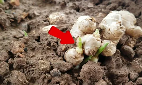 Gừng mọc mầm còn ăn được không?
