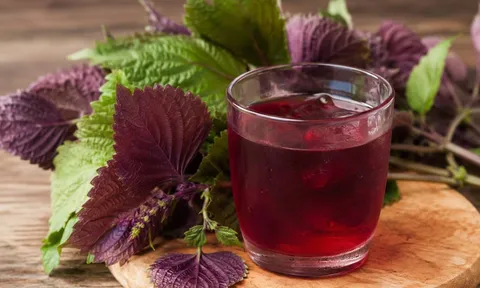  Những người nên hạn chế uống nước lá tía tô để tránh gây hại