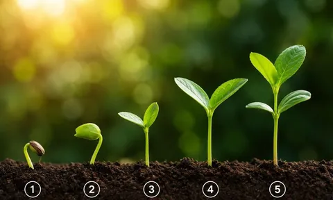 Quiz: Chọn 1 cây non để khám phá: Cuộc sống của bạn đang trên đà khởi sắc hay sắp gặp thử thách?
