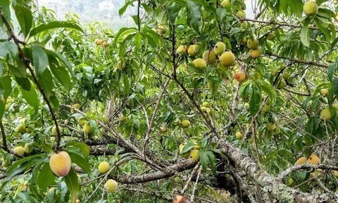Loại quả "tốt nhất thế giới", Việt Nam trồng bạt ngàn thành đặc sản chỉ từ 12.000 đ/kg, thu hoạch nhiều năm
