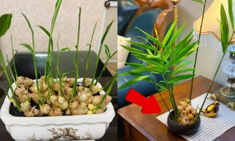 Cách trồng gừng bonsai làm cảnh đơn giản, mầm đâm tua tủa