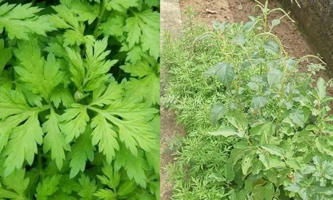  Vì sao người xưa dặn con cháu nên trồng ngải cứu trước cửa nhà? Hóa ra vì điều bất ngờ này