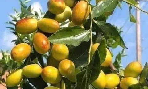 Loại quả "tốt nhất thế giới", Việt Nam trồng bạt ngàn thu hoạch nhiều năm, thành đặc sản được ưa chuộng giá 70.000 đ/kg