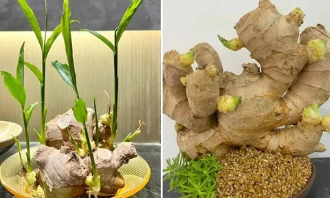 Cách trồng gừng nhanh nảy mầm, ra nhiều củ