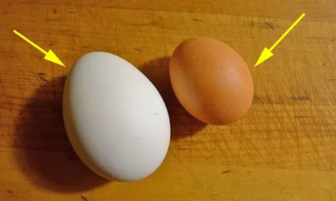 Trứng gà vỏ trắng và vỏ nâu, loại nào bổ hơn?
