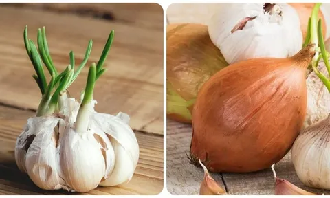 Tỏi mọc mầm có ăn được không?