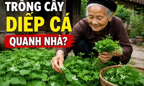 Vì sao người xưa rất thích trồng cây diếp cá quanh nhà?