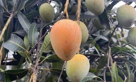 Loại quả mọc bờ rào xưa rụng đầy gốc, nay thành đặc sản được ưa chuộng giá 50.000 đ/kg, trồng một lần thu hoạch nhiều năm