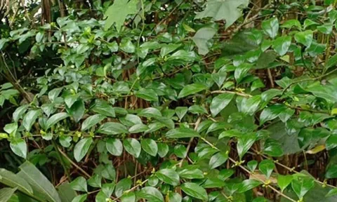Cây dại mọc bờ rào nay thành đặc sản được ưa chuộng ở thành phố, trồng một lần thu hoạch nhiều năm, 140.000 đồng/kg 