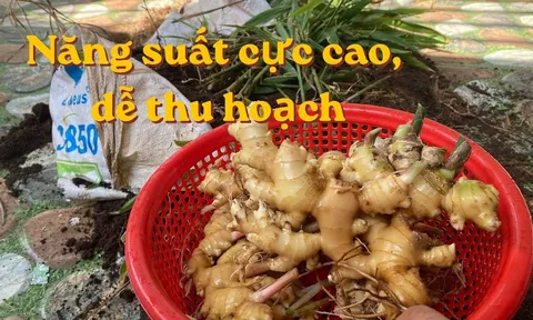 Cách trồng gừng trong bao tải, củ nhiều, thu hoạch dễ