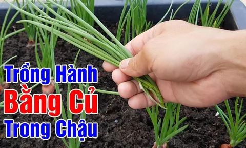 Cách trồng hành lá đơn giản, lá mọc bời bời, ăn thoải mái