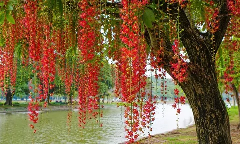 Cây lộc vừng nở hoa mang ý nghĩa gì? Người xưa coi là tín hiệu tốt nhưng cần lưu ý vài điều