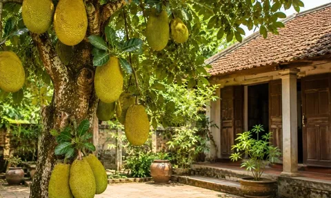 Có nên trồng cây mít trước nhà?
