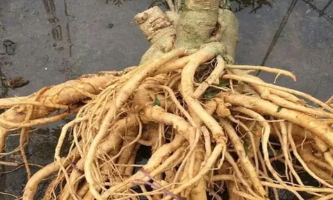 Củ đinh lăng có phải càng lâu năm càng tốt? Mẹo chọn củ đinh lăng chuẩn, tránh mua nhầm
