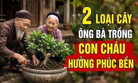 2 loại cây ông bà trồng con cháu hưởng phúc bền