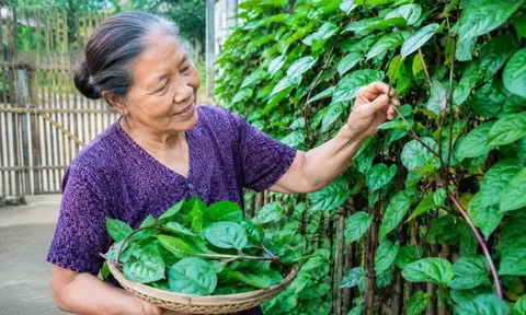Vì sao người xưa thích trồng mùng tơi leo hàng rào?