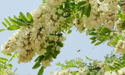 Nghề lạ ở Việt Nam: Cây dại mọc bờ rào dân trồng một lần hái hoa bán quanh năm, thành đặc sản nổi tiếng