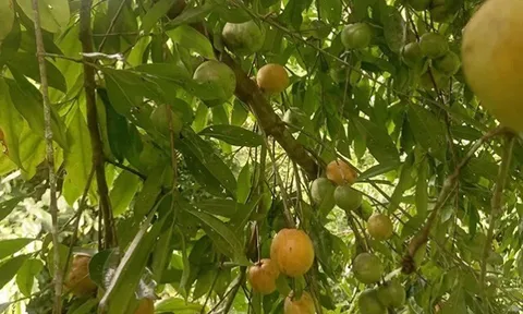 Loại quả xưa chín rụng đầy gốc, nay thành đặc sản ở thành phố giá 55.000 đ/kg, trồng một lần thu hoạch nhiều năm